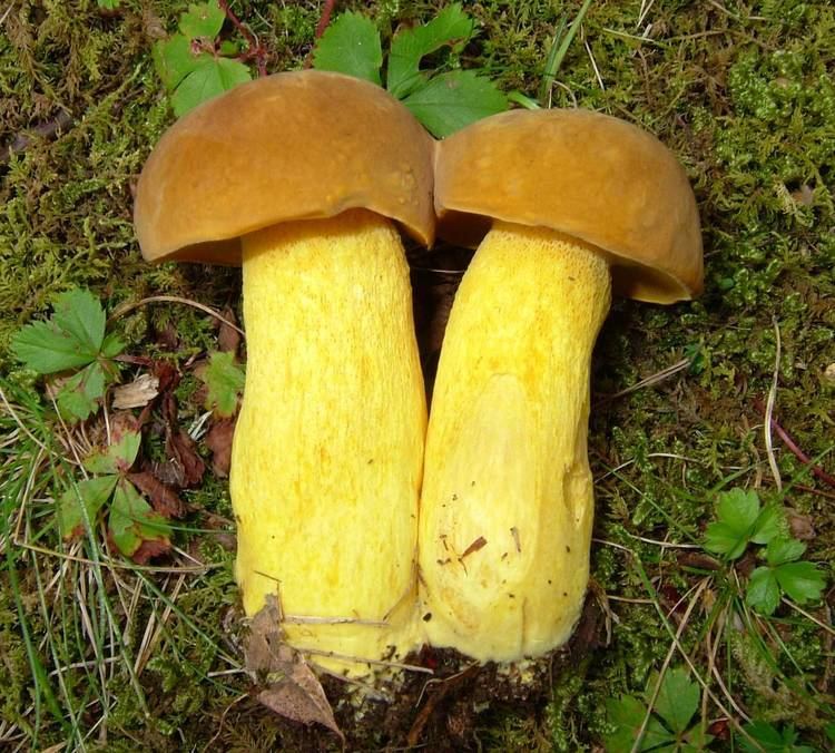 Two uprooted Boletus auripes mushrooms on laid among mosses.
