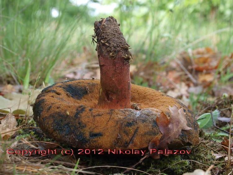 Boletus caucasicus Boletus caucasicus Singer ex Alessio Mushrooms in Bulgaria