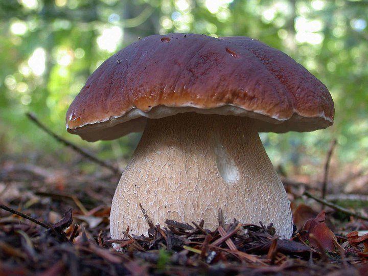 Boletus edulis 1000 ideas about Boletus Edulis on Pinterest Fungi Pictures of