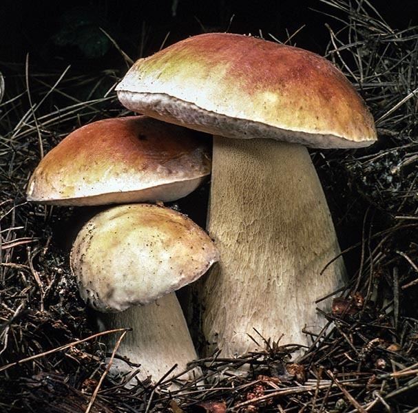 Boletus edulis California Fungi Boletus edulis