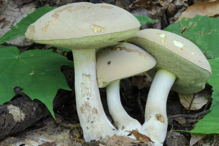 Boletus pallidus Boletus pallidus Bolet pale Qubec Canada Foret chene h Flickr