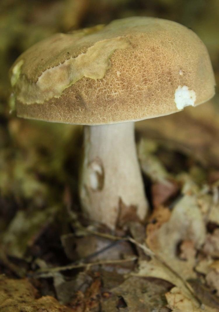 Boletus variipes Boletus variipes Flora of Northeastern US and Adjacent Canada