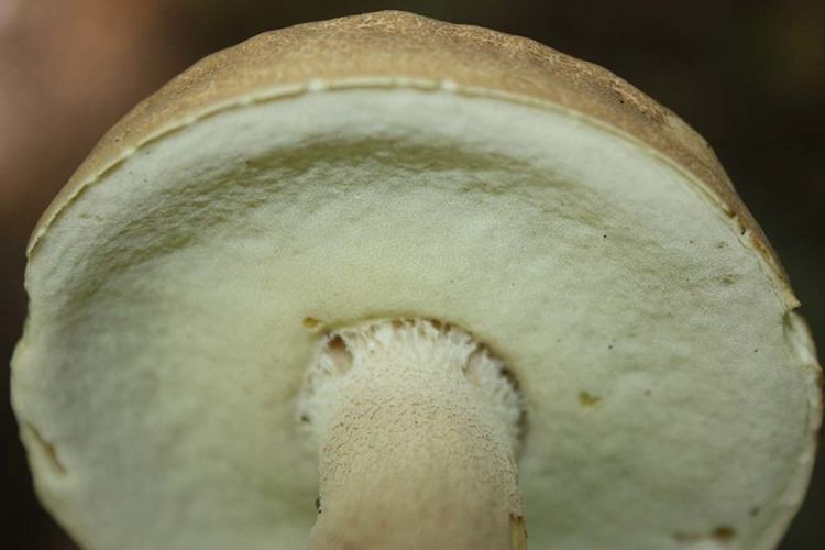 Boletus variipes Boletus variipes Flora of Northeastern US and Adjacent Canada