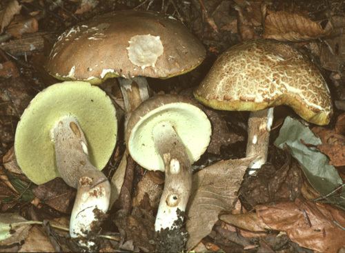 Boletus variipes Boletus variipes