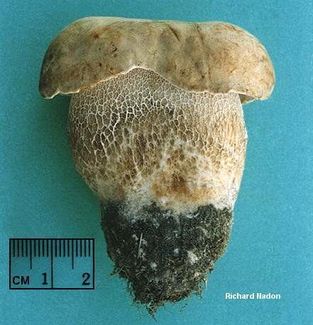 Boletus variipes wwwmushroomexpertcomimagesnadonnadonboletus