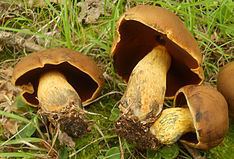 Boletus vermiculosus httpsuploadwikimediaorgwikipediacommonsthu