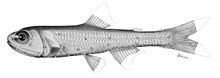 Bolinichthys - Alchetron, The Free Social Encyclopedia