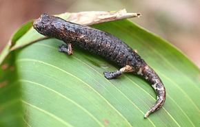 Bolitoglossa Bolitoglossa Wikipdia