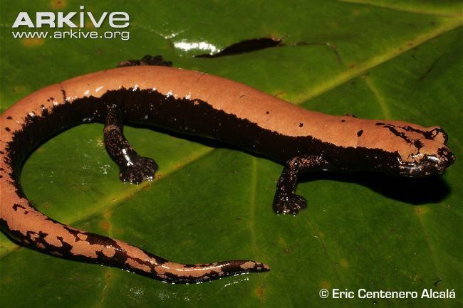 Bolitoglossa Mushroomtongue salamander photo Bolitoglossa platydactyla