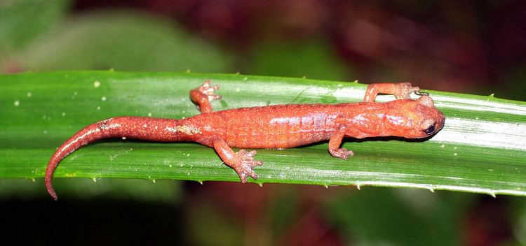 Bolitoglossa Celaque climbing salamander Wikipedia