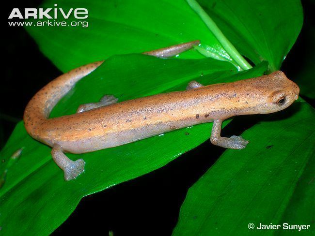 Bolitoglossa Bolitoglossa videos photos and facts Bolitoglossa mombachoensis