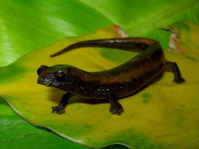 Bolitoglossa Bolitoglossa pandi Wikipedia