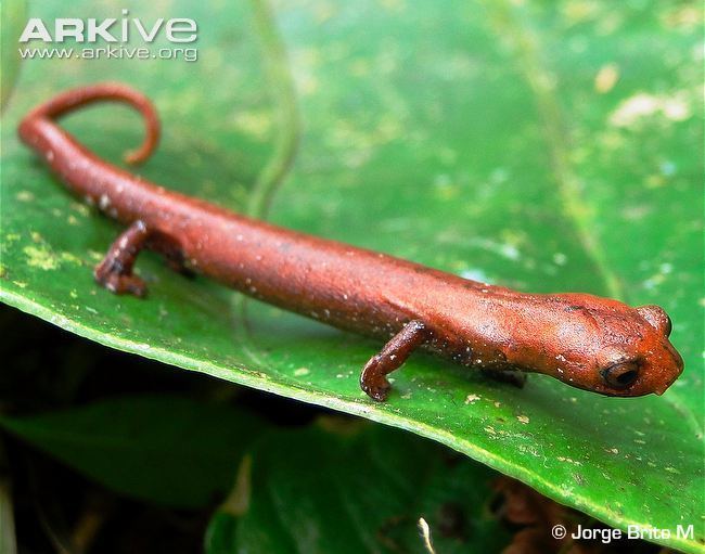 Bolitoglossa Bolitoglossa videos photos and facts Bolitoglossa palmata ARKive