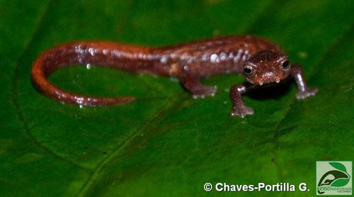 Bolitoglossa Caudata Culture Species Entry Bolitoglossa pandi