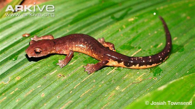 Bolitoglossa Bolitoglossa videos photos and facts Bolitoglossa oresbia ARKive