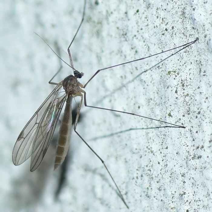 Bolitophila Dipterainfo Discussion Forum Macroceridae gt Bolitophila