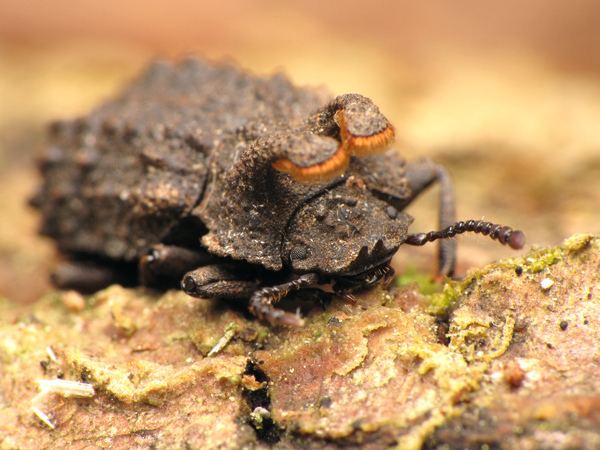 Bolitotherus cornutus Bolitotherus cornutus Forked fungus beetle 2 TGIQ Flickr