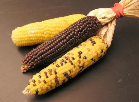 Bolivia maize varieties