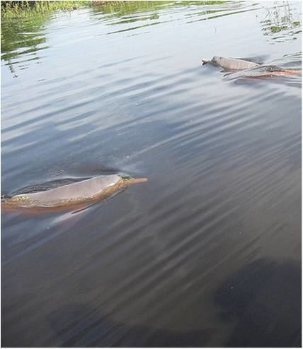 Bolivian river dolphin httpscabinetoffreshwatercuriositiesfileswordp
