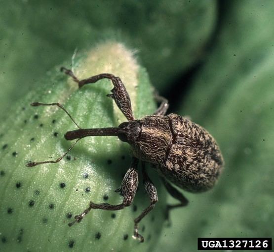 Boll weevil entowebokstateedudddimagesbollweevil1jpg