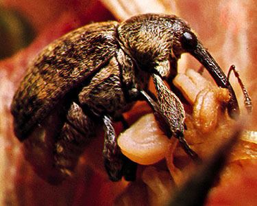 Boll weevil boll weevil insect Britannicacom