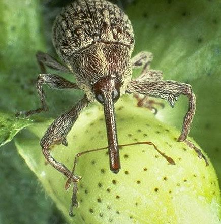 Boll weevil CategoryBoll weevil Weeniepedia