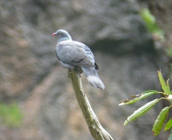 Bolle's pigeon Bolle39s Pigeon BirdForum Opus