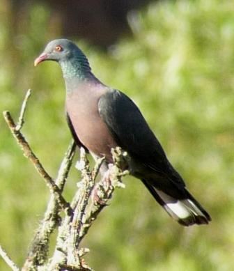 Bolle's pigeon Surfbirds Online Photo Gallery Search Results