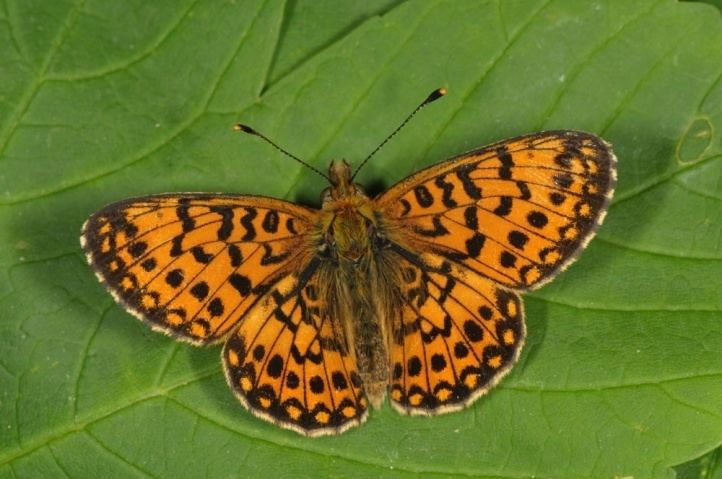Boloria European Lepidoptera and their ecology Boloria selene