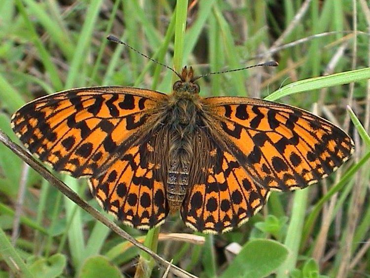 Boloria dia Boloria Lepidoptera of Belarus