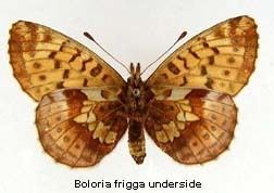 Boloria frigga Boloria frigga Frigga Fritillary Discover Life