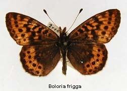 Boloria frigga Boloria frigga Frigga Fritillary Discover Life