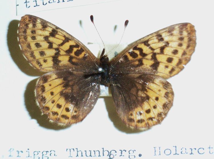 Boloria frigga Friggas prlemorfjril Wikipedia