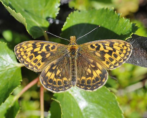 Boloria thore cdnlepidopteraseimagesbutterfliesboloriathor