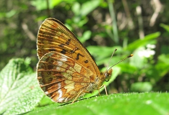 Boloria thore Thor39s fritillary Boloria thore