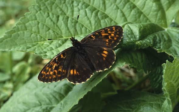 Boloria thore European Lepidoptera and their ecology Boloria thore