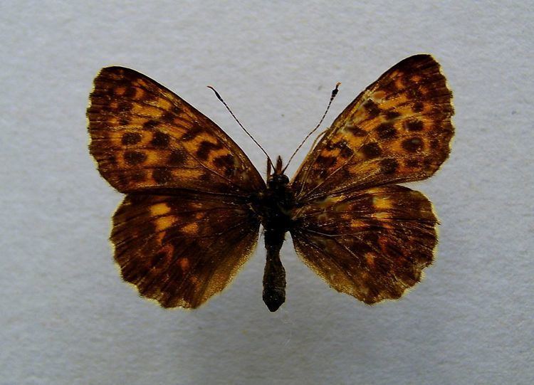 Boloria thore Boloria thore Wikipedia