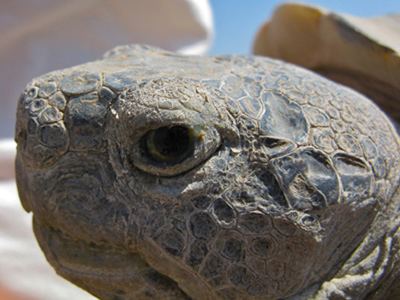 Bolson tortoise - Alchetron, The Free Social Encyclopedia