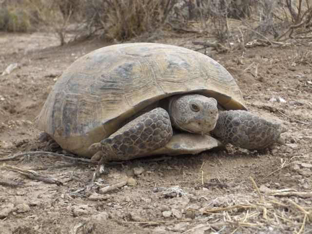 Bolson tortoise FileBolson tortoisejpg Wikipedia