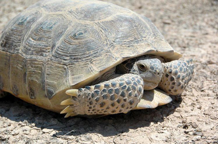 Bolson tortoise - Alchetron, The Free Social Encyclopedia