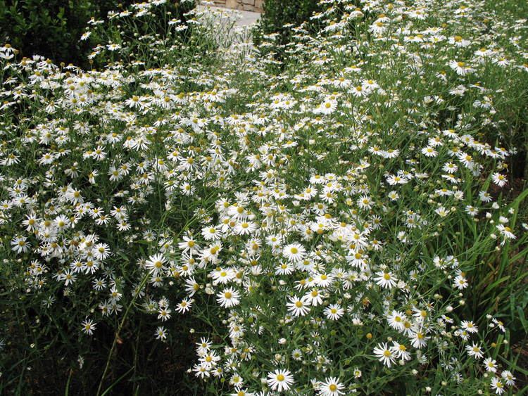Boltonia asteroides Online Plant Guide Boltonia asteroides 39Snowbank39 Boltonia