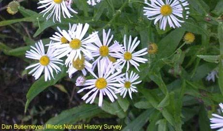 Boltonia decurrens Illinois Natural History Survey Boltonia decurrens Decurrent False