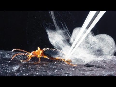 Bombardier beetle How bombardier beetles bomb YouTube