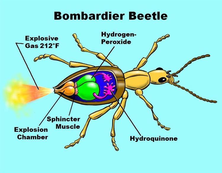 Bombardier beetle Physiology Bombardier Beetles