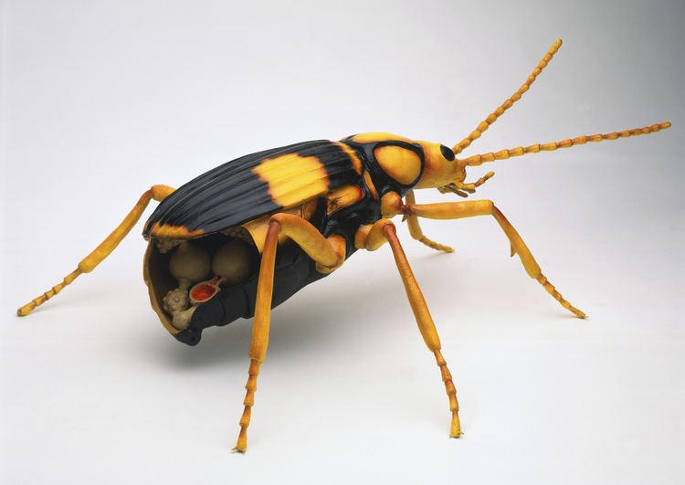 Bombardier beetle httpswwwwiredcomwpcontentuploads201507b