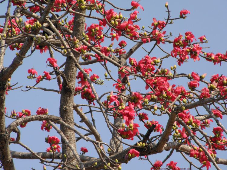 Bombax Bombax ceiba Red silkcotton tree Bombax malabaricum