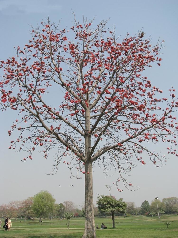 Bombax ceiba Trees Planet Bombax ceiba Red Cotton tree