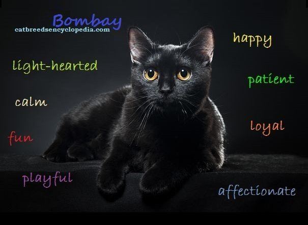 Bombay Cat Alchetron The Free Social Encyclopedia