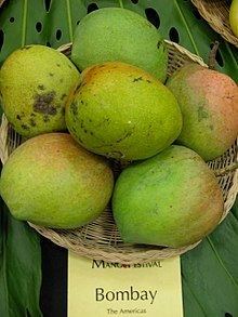 Bombay (mango) httpsuploadwikimediaorgwikipediacommonsthu