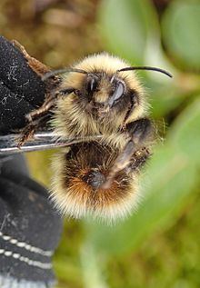 Bombus balteatus httpsuploadwikimediaorgwikipediacommonsthu